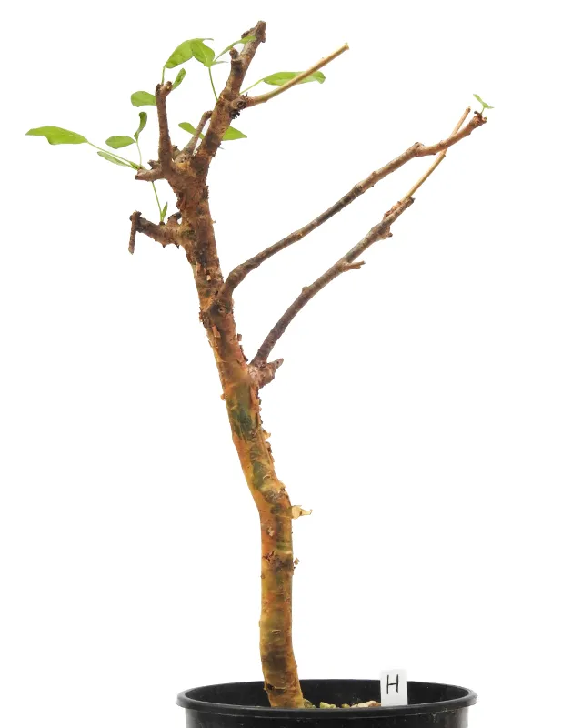 Commiphora gileadensis – Specimen H