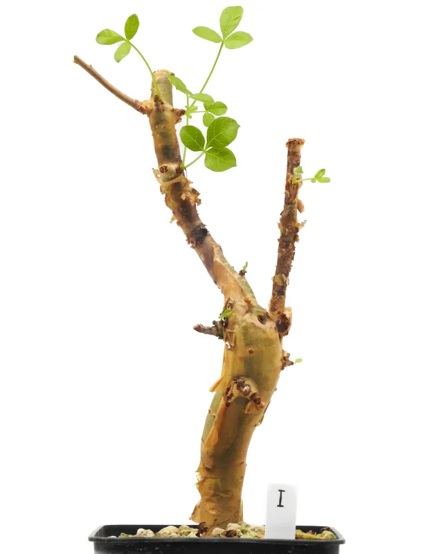 Commiphora gileadensis – Specimen I