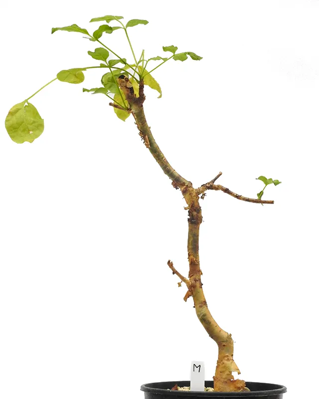 Commiphora gileadensis – Specimen M