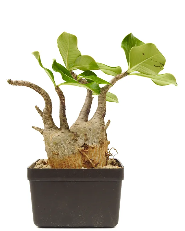Adenium dhofarense – Import