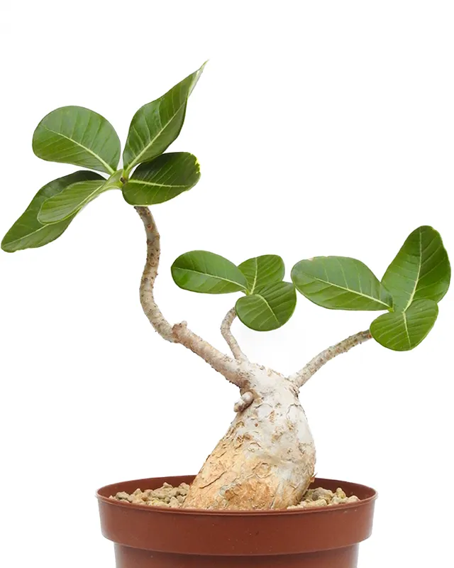 Adenium dhofarense – Specimen B