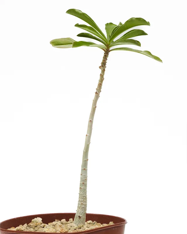 Adenium swazicum