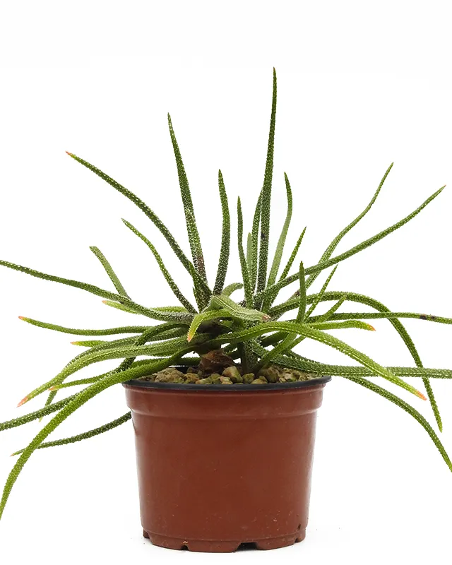 Aloe delicatifolia – Big