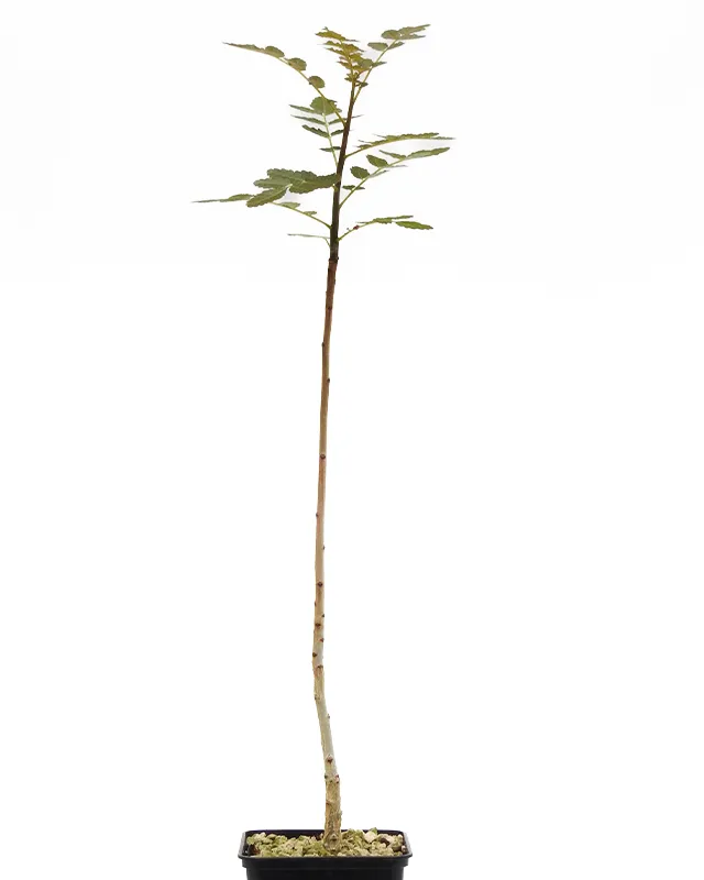 Boswellia ameero – Big