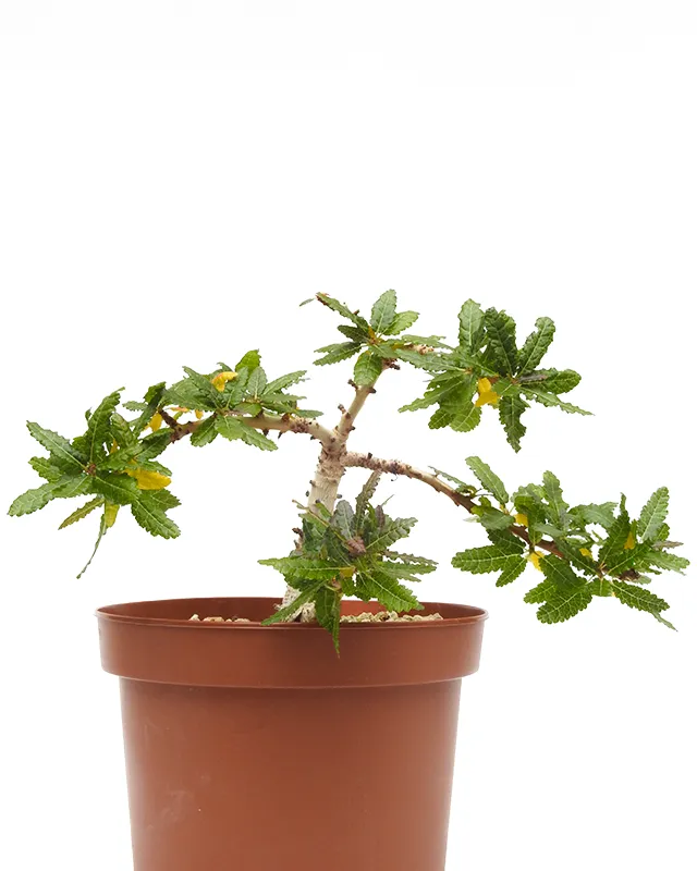 Boswellia nana – Big