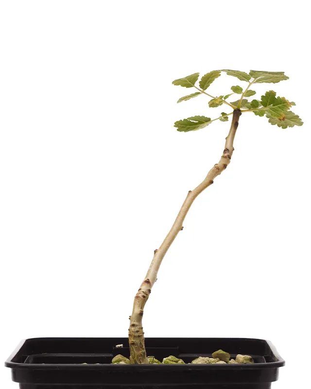 Boswellia scopulorum