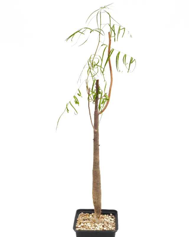 Bursera paradoxa – Mature