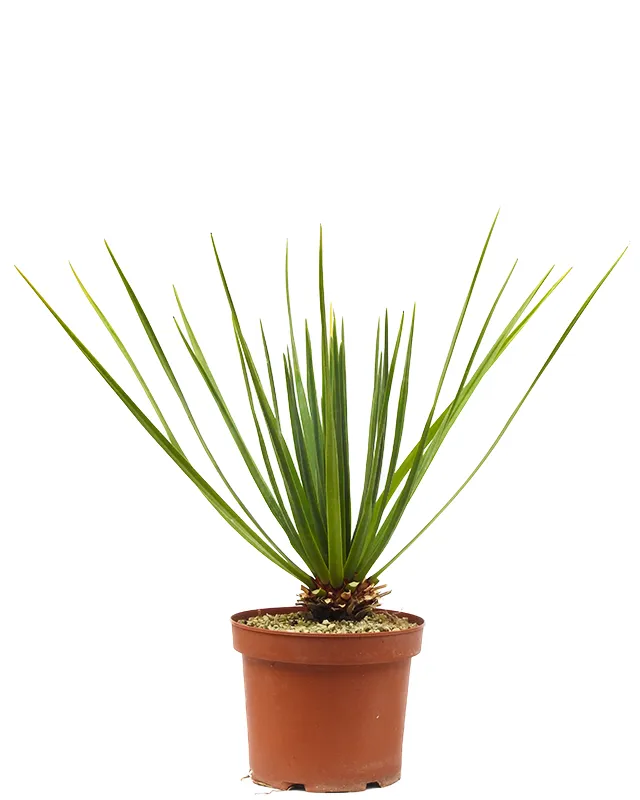 Dracaena cinnabari – Big