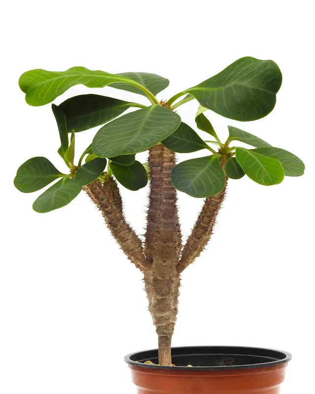Euphorbia aureoviridiflora – Big