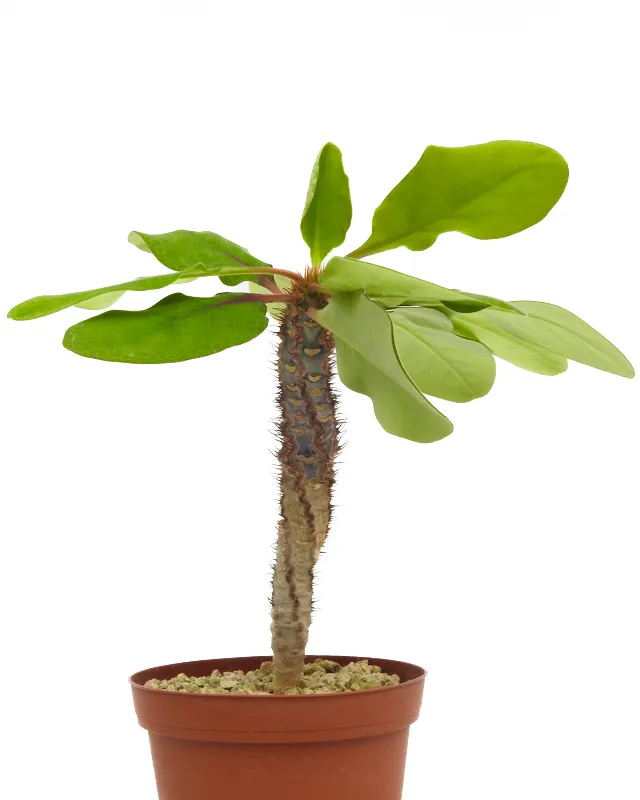 Euphorbia iharanae – Big