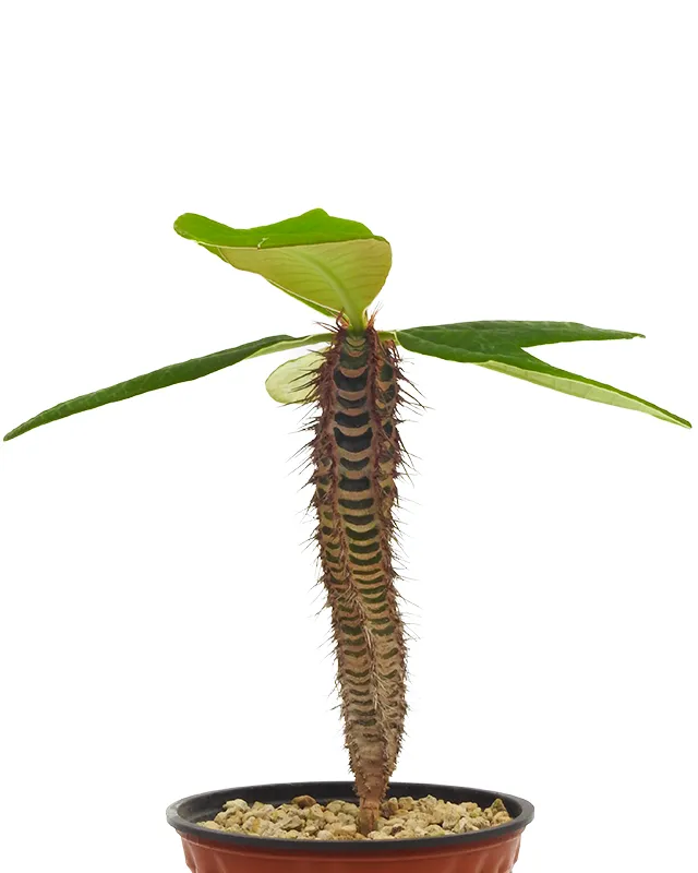 Euphorbia neohumbertii – Big
