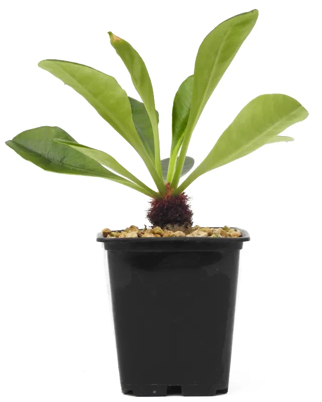 Euphorbia ramena