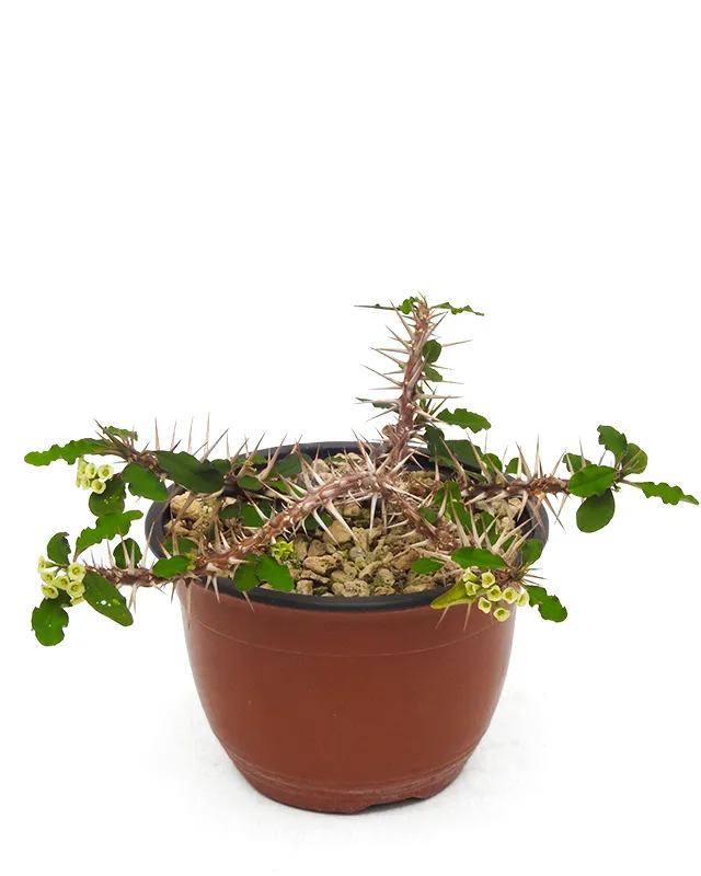 Euphorbia retrospina – Big