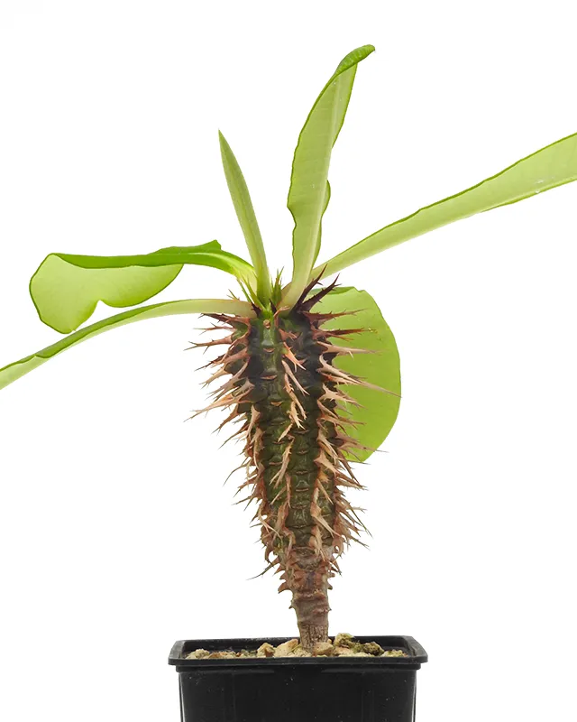 Euphorbia viguieri var. vilanandrensis – Big