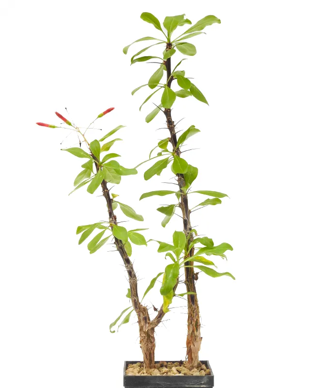 Fouquieria macdougalii