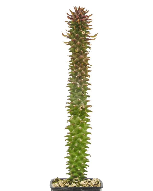 Monadenium schubei