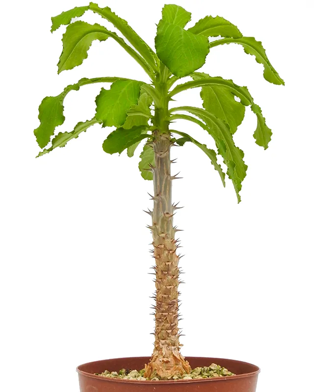 Monadenium spinescens
