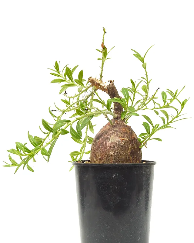 Pachypodium bispinosum – Mature