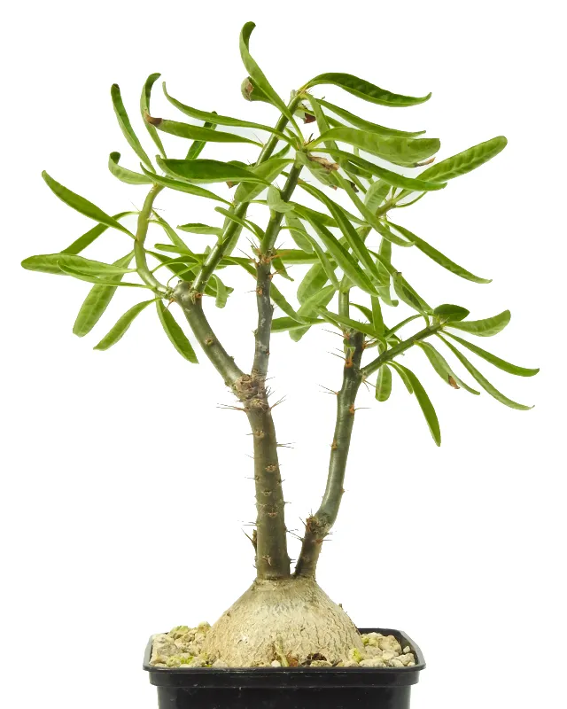 Pachypodium succulentum – Mature