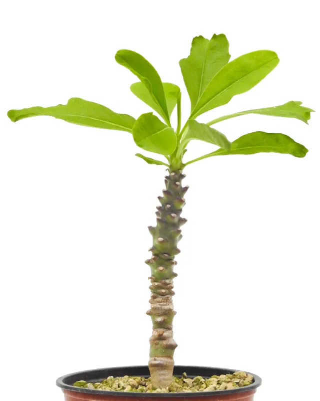 Euphorbia leistneri – Big