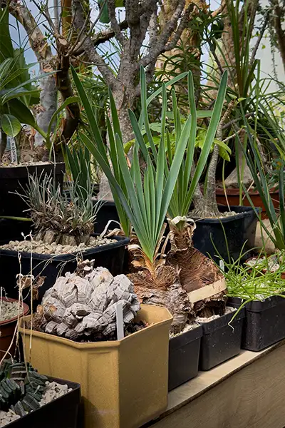 Specimens