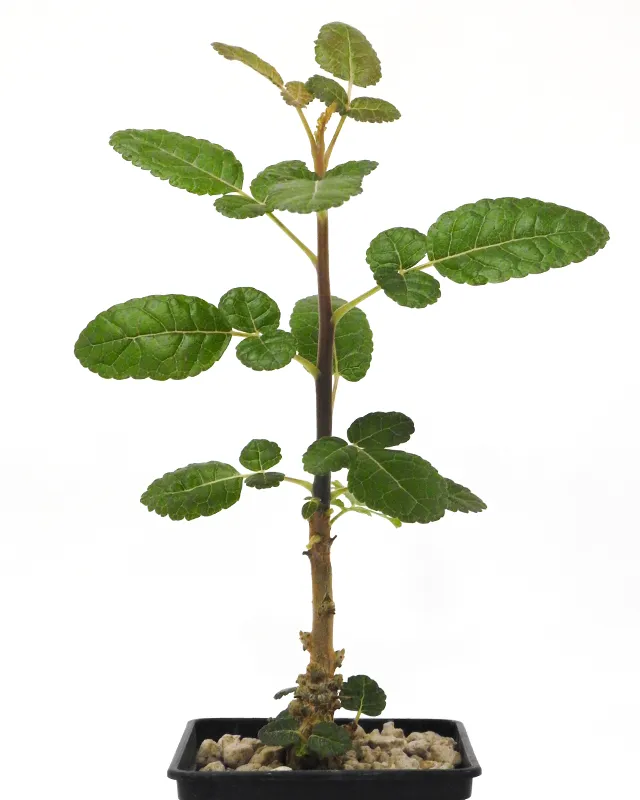 Boswellia oropedionis 