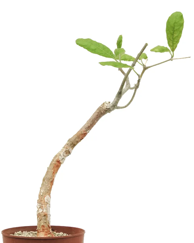 Fockea multiflora – Specimen A