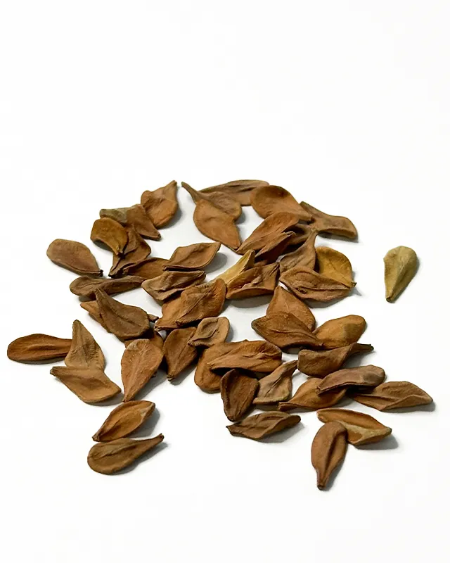 Pachypodium lealii – Seeds