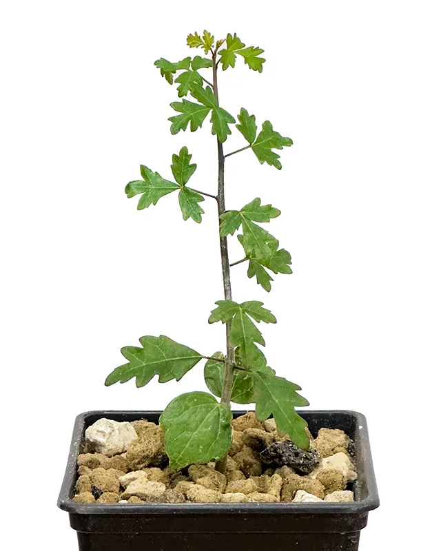 Commiphora socotrana