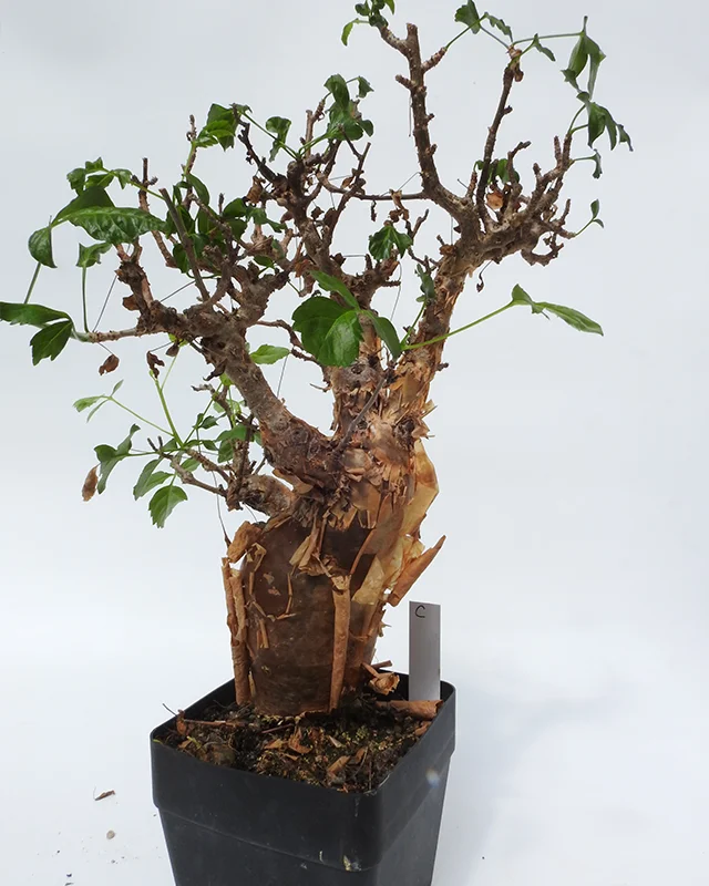 Bursera fagaroides – Specimen C