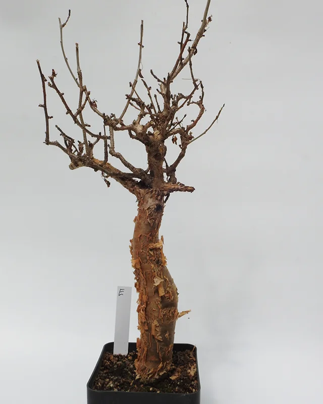 Bursera fagaroides – Specimen E