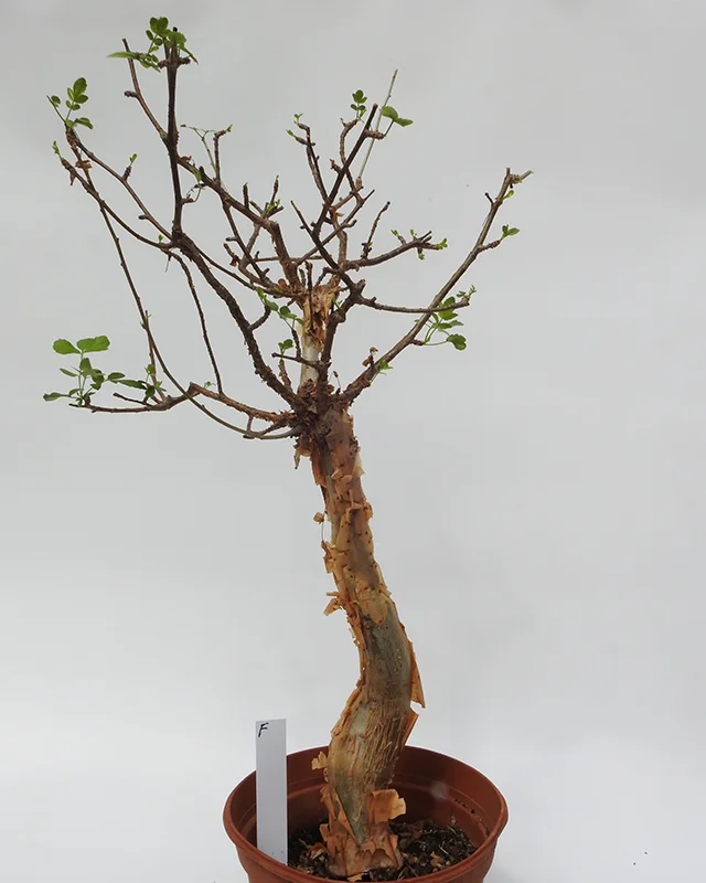 Bursera fagaroides – Specimen F