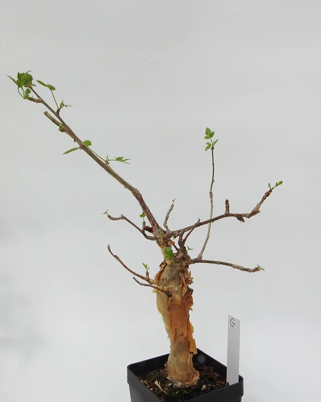 Bursera fagaroides â Specimen G