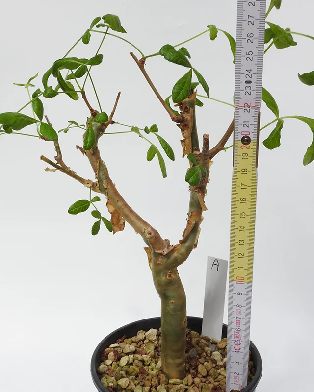 Commiphora gileadensis – Specimen A