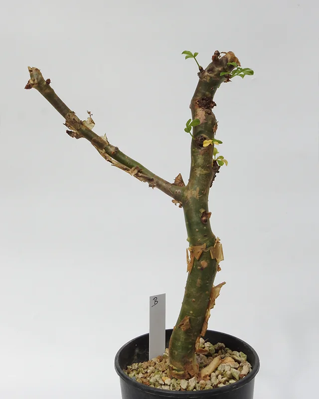 Commiphora gileadensis – Specimen B