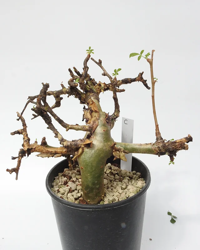Commiphora gileadensis – Specimen C