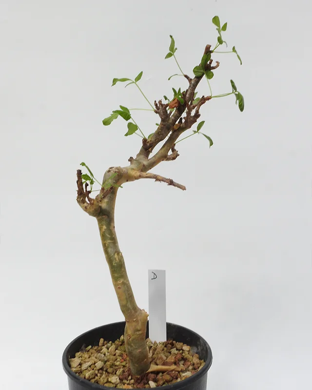Commiphora gileadensis – Specimen D