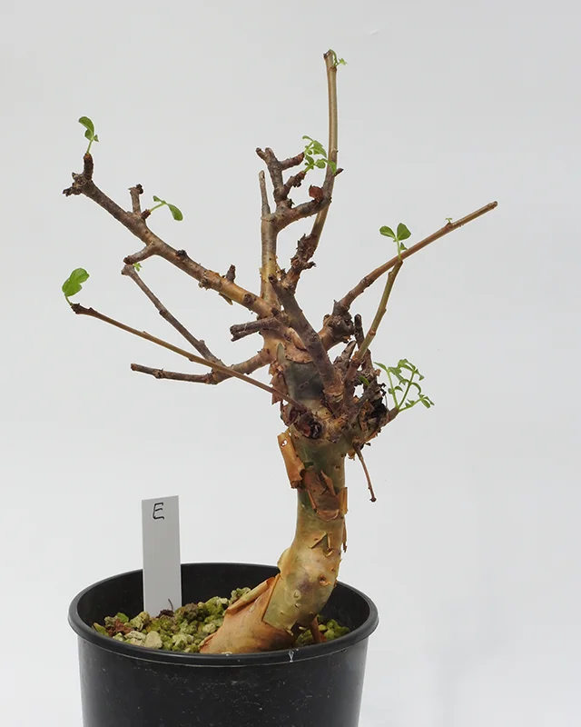 Commiphora gileadensis – Specimen E