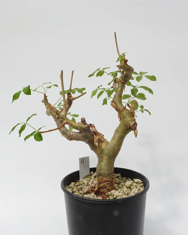 Commiphora gileadensis – Specimen H