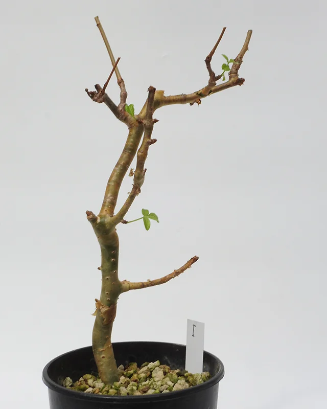 Commiphora gileadensis – Specimen I