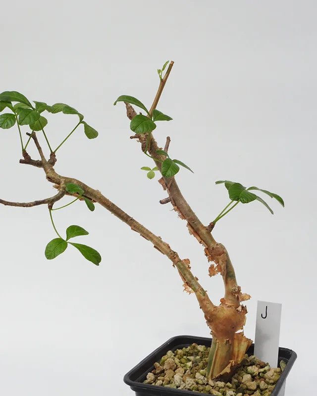 Commiphora gileadensis – Specimen J