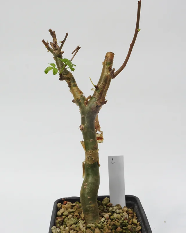 Commiphora gileadensis â Specimen L
