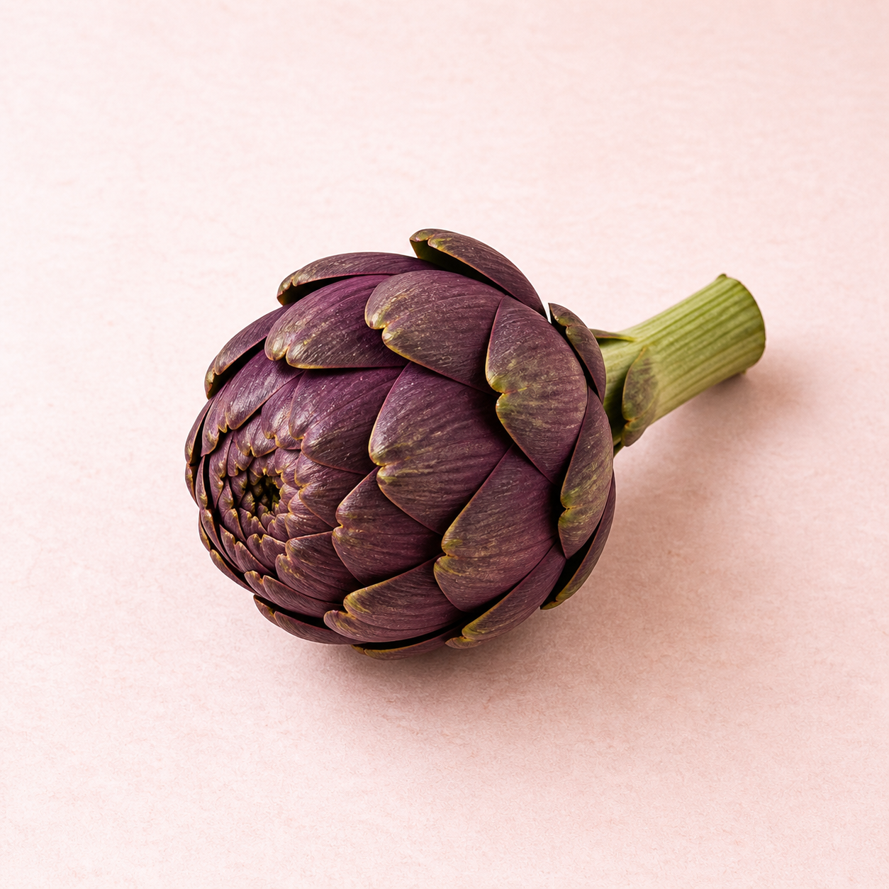 Artichaut violet de Chateau-Renard