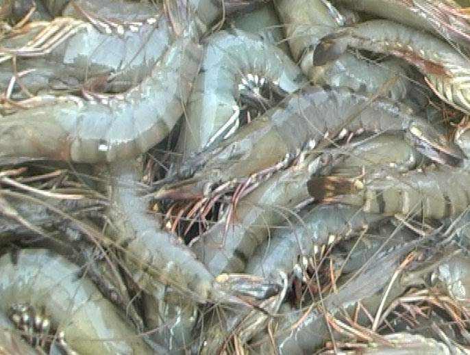 mơ thấy tôm đánh con gì