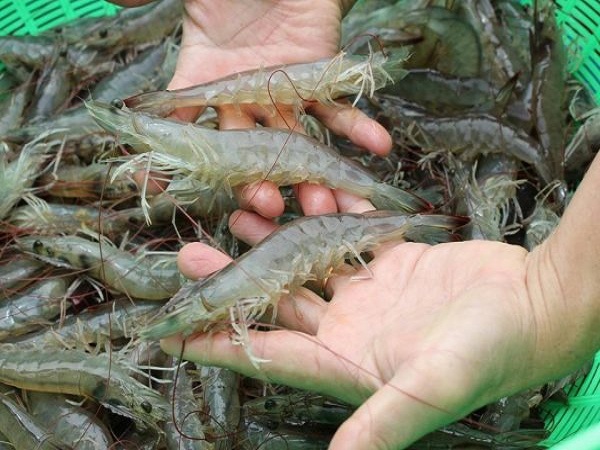 mơ thấy tôm đánh con gì