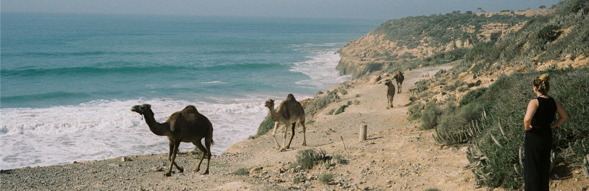 Camels and waves in beautiful morocco