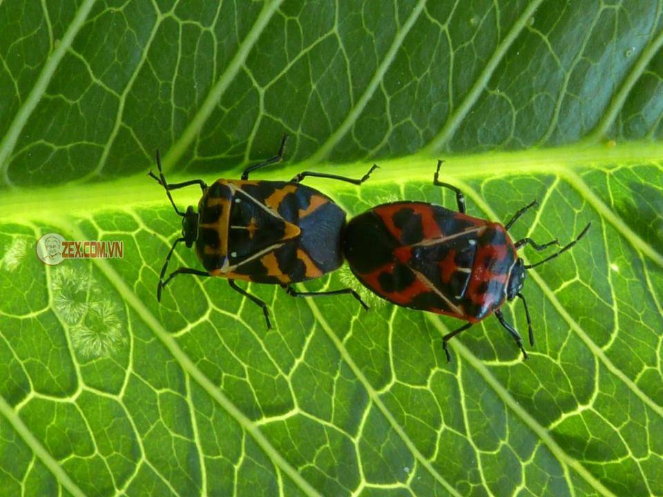 Pheromone là gì?