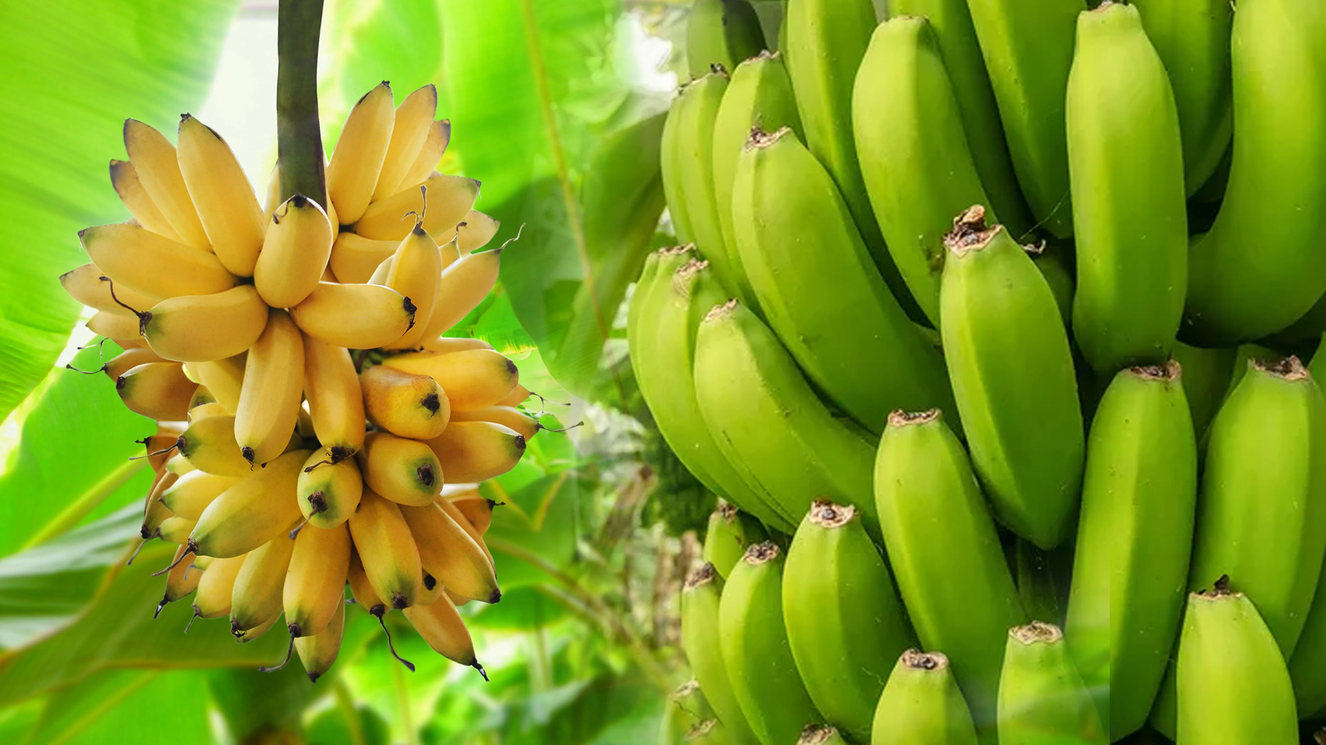 High sir flow cooling system for banana ripening chamber