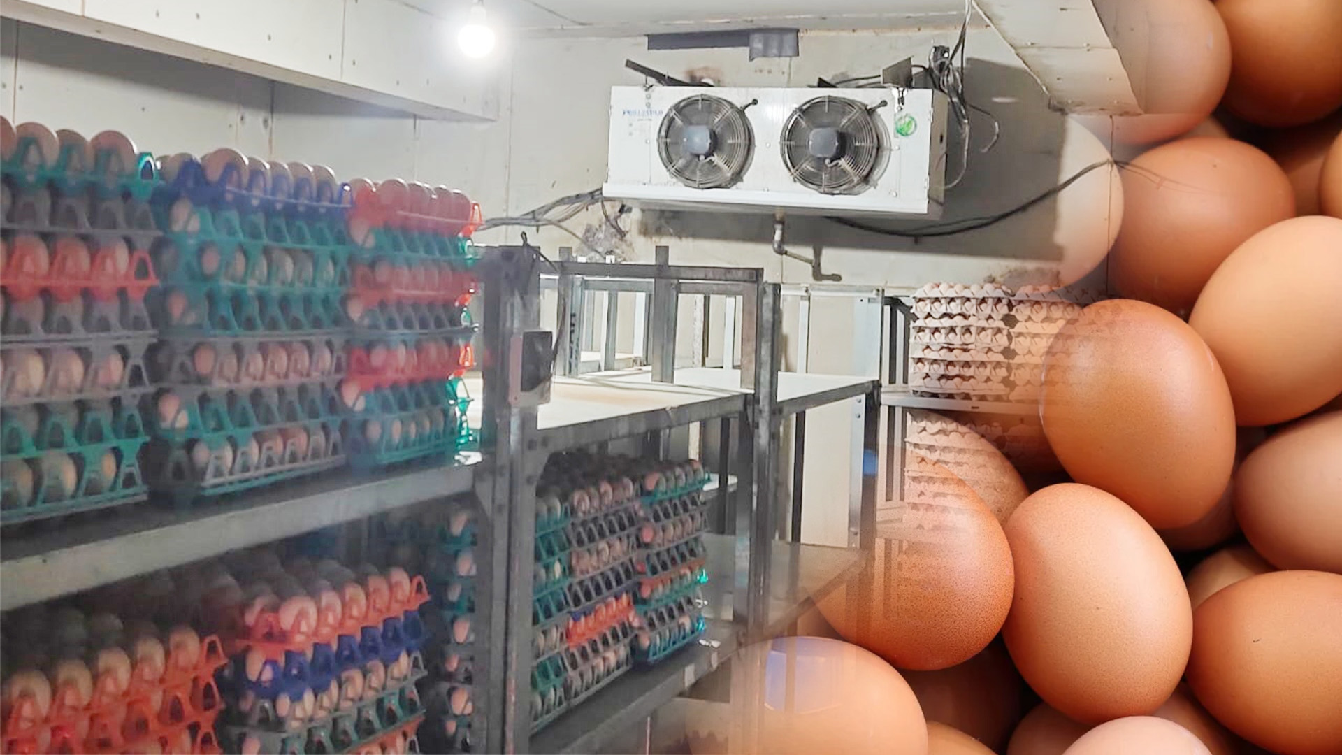 cooling system for egg cold room