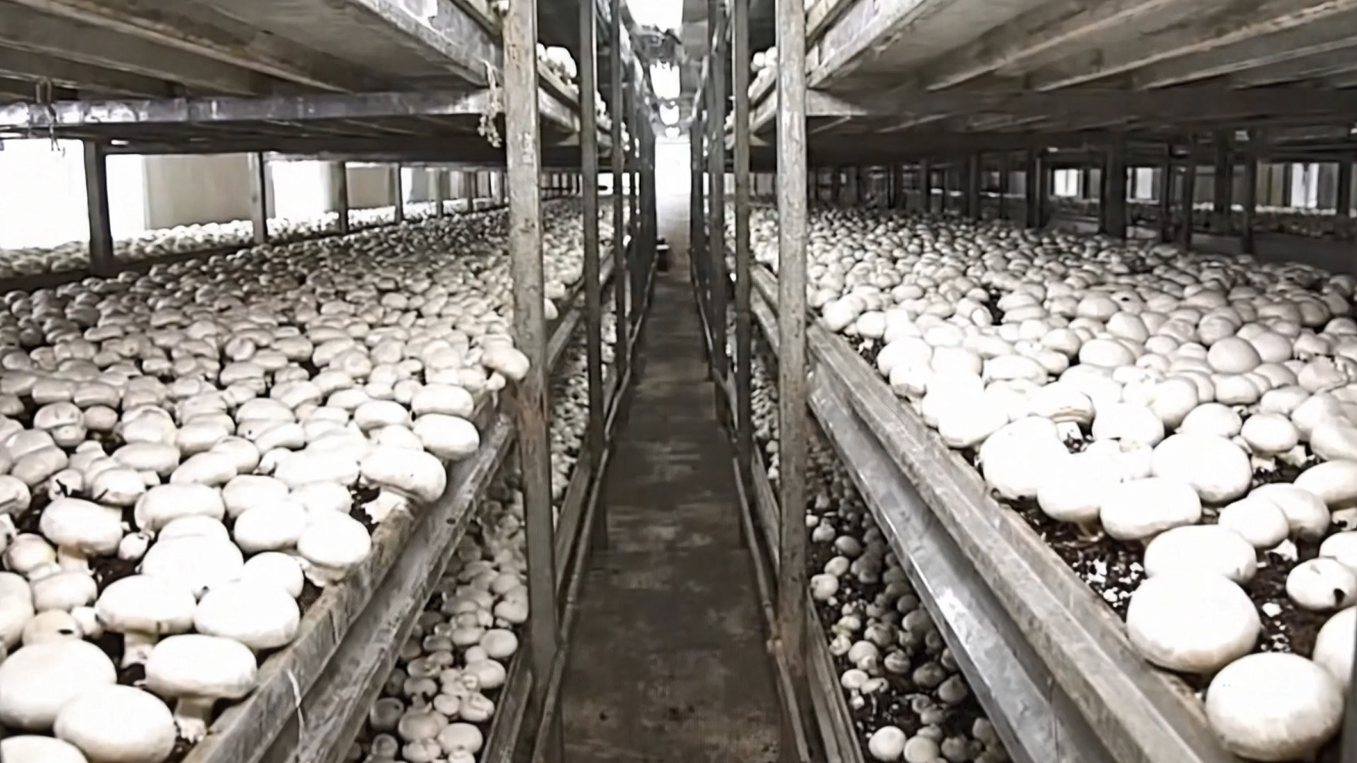 High humidity cold room system for mushroom growing chamber